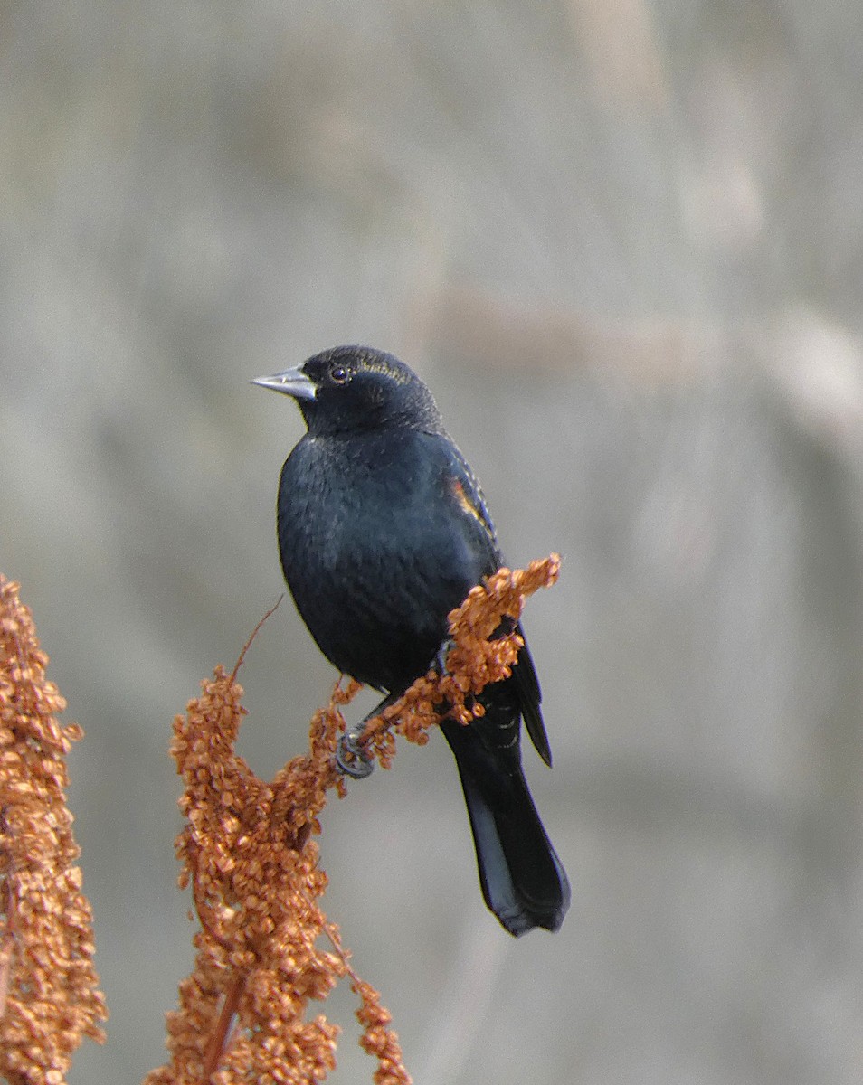 שחרורית אדומת-כנף - ML644431568
