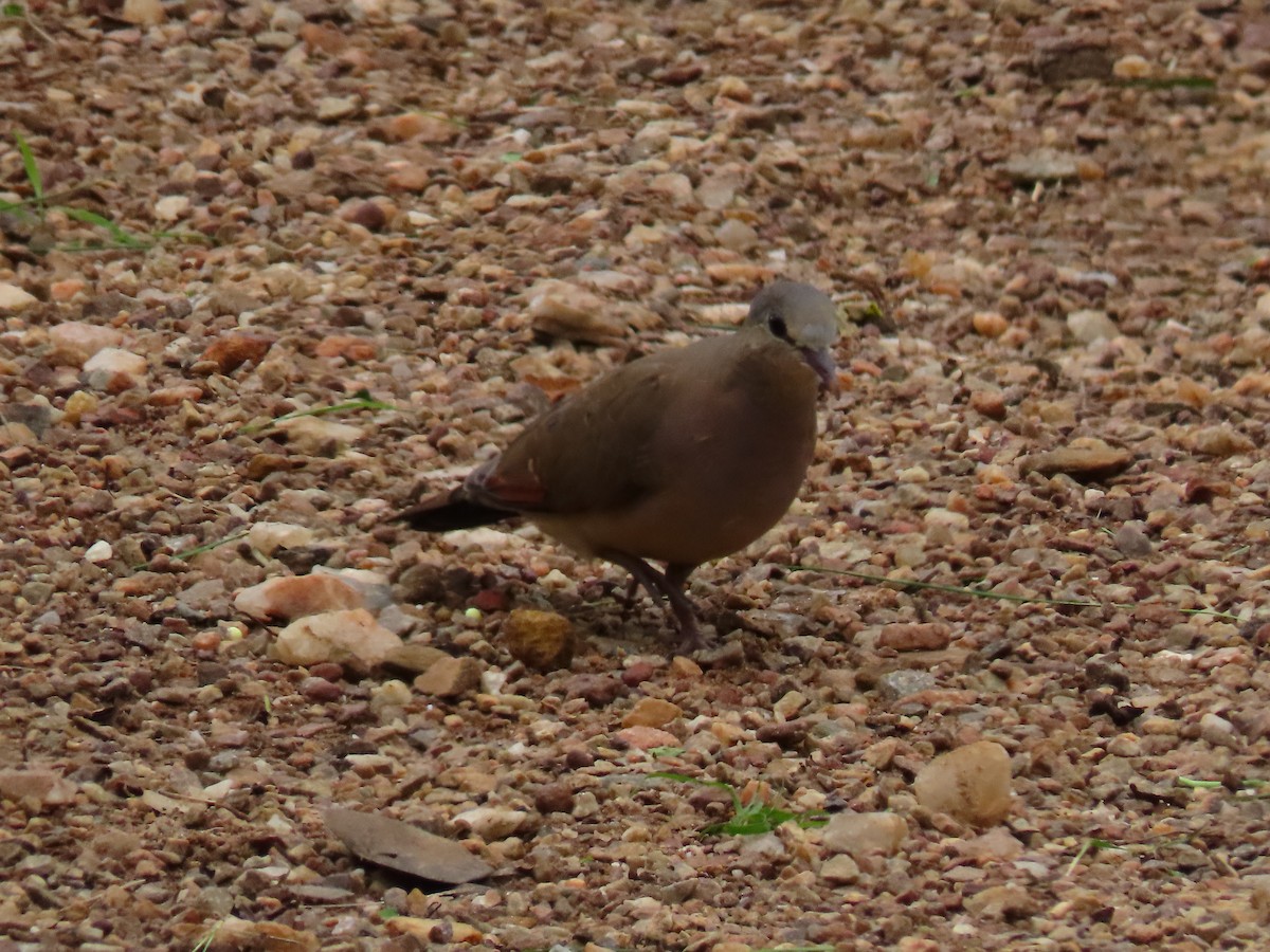 Blue-spotted Wood-Dove - ML644431573