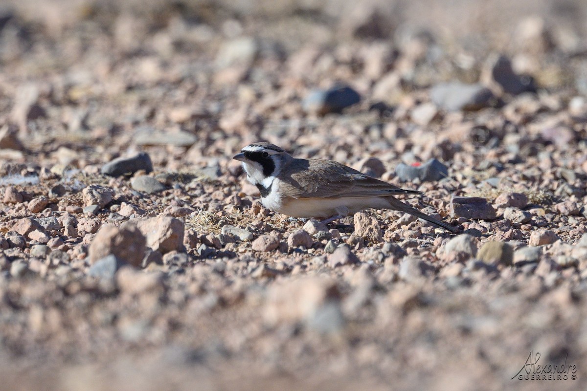 Çöl Kulaklı Toygarı - ML644431602