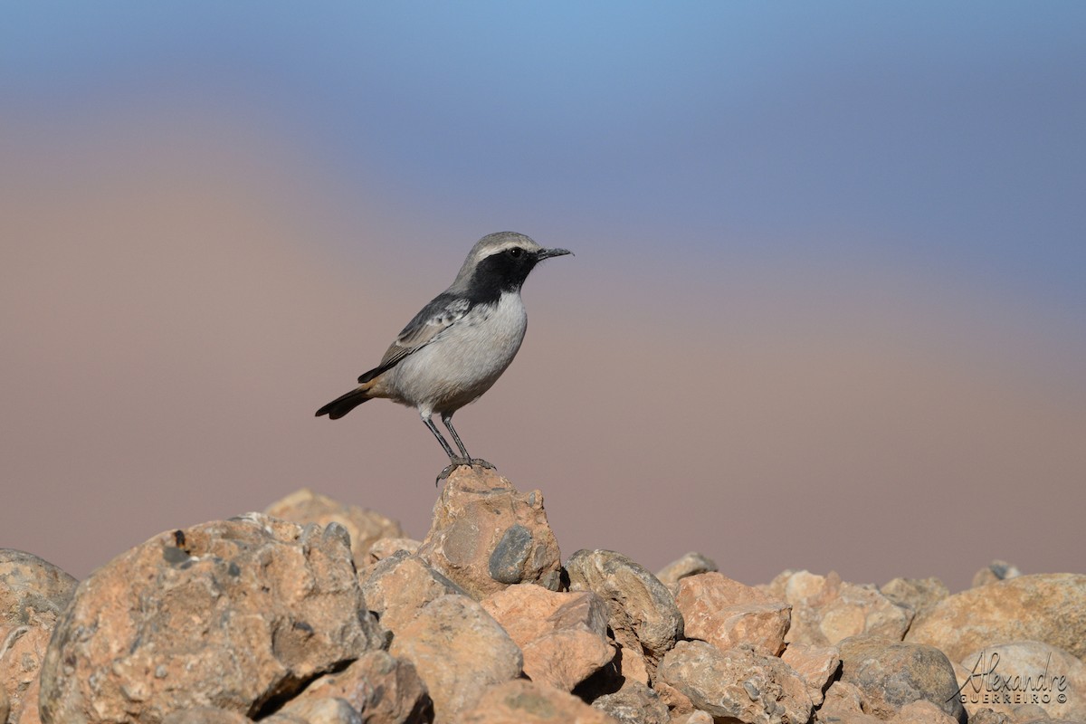 Red-rumped Wheatear - ML644431606