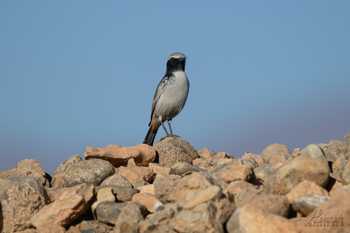Red-rumped Wheatear - ML644431607