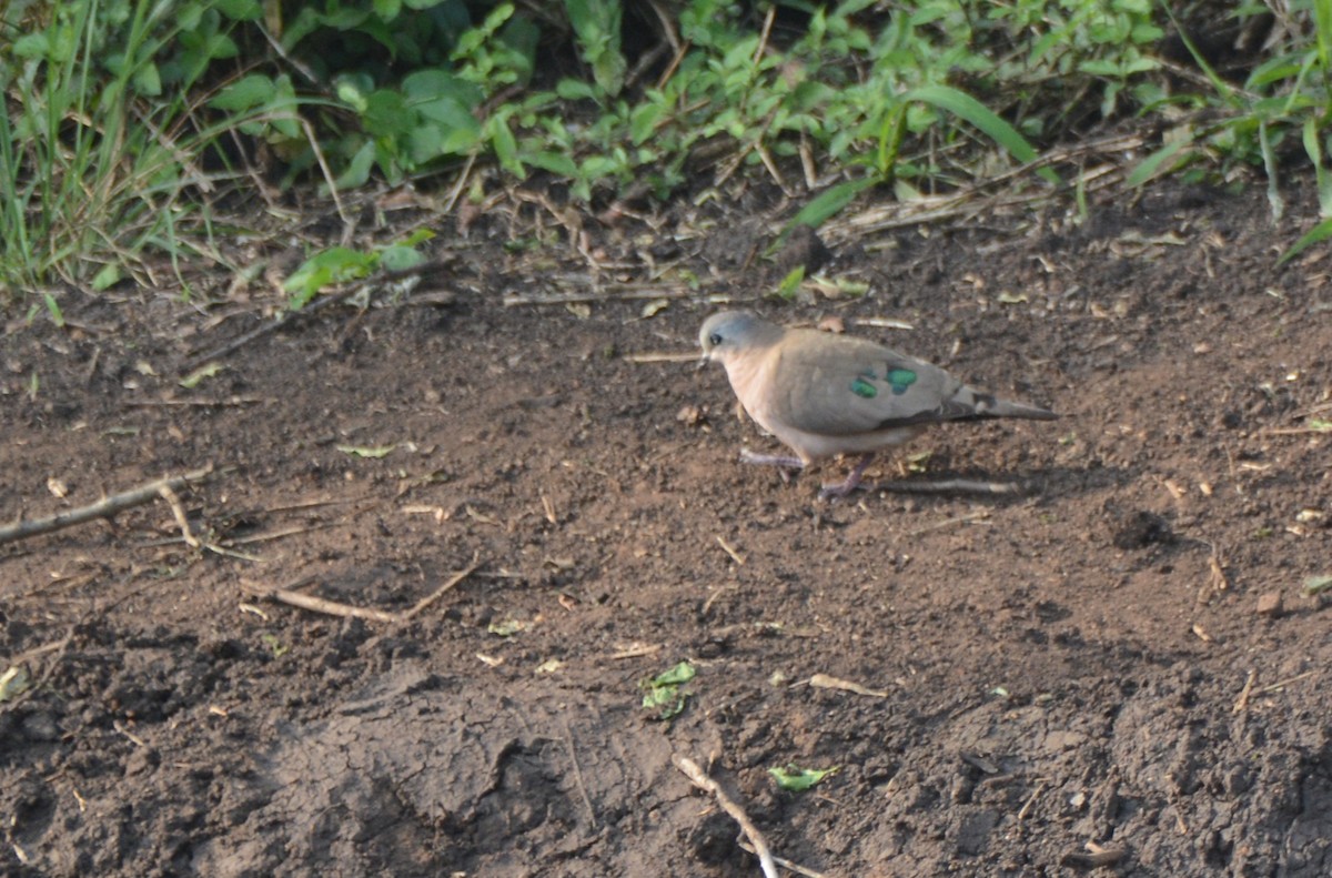 hrdlička zelenoskvrnná - ML644431613