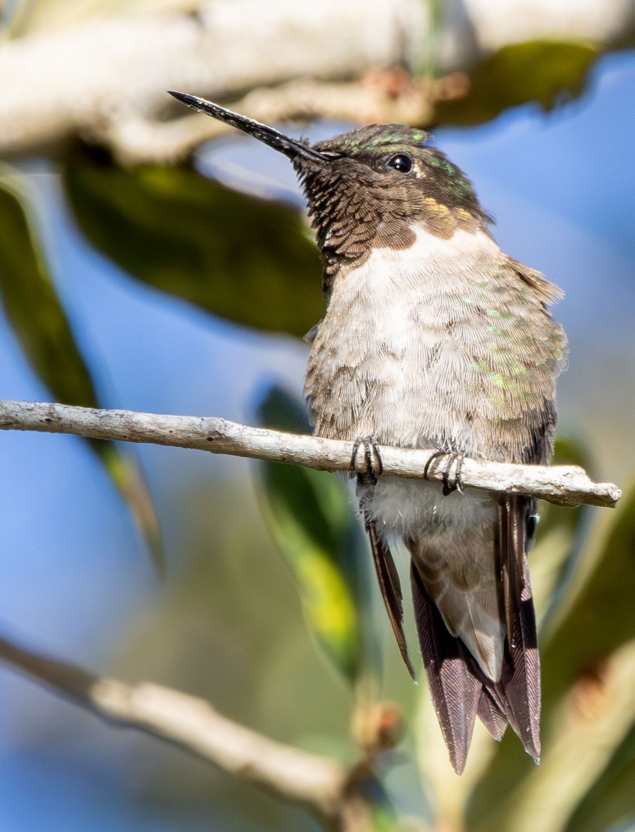 Colibri à gorge rubis - ML644431621