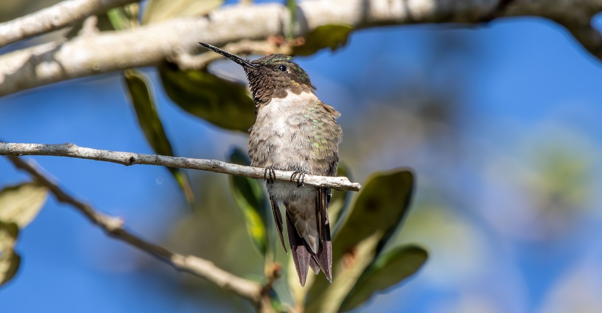 Colibri à gorge rubis - ML644431622