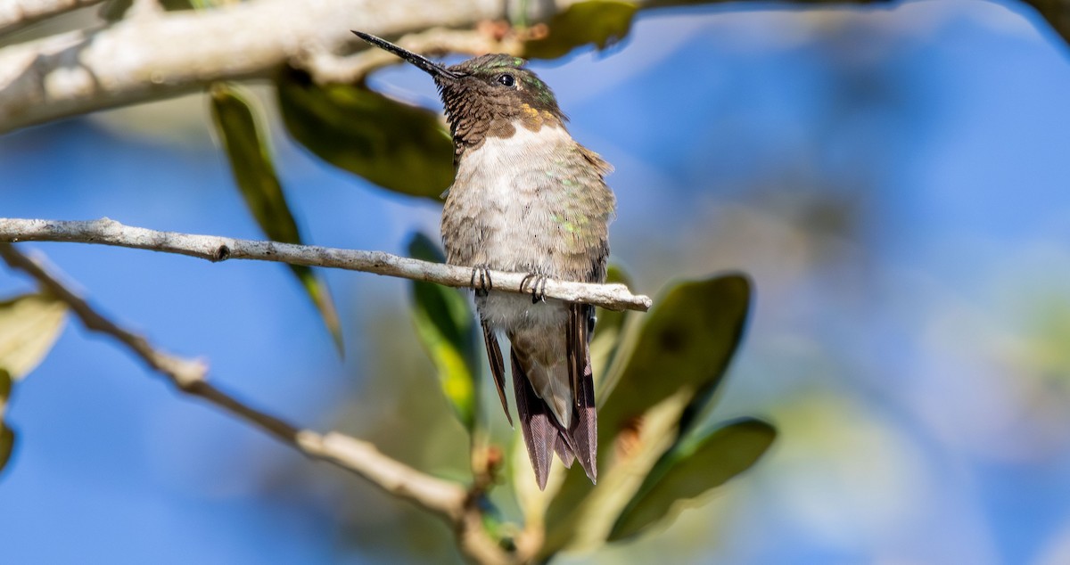 Colibri à gorge rubis - ML644431623