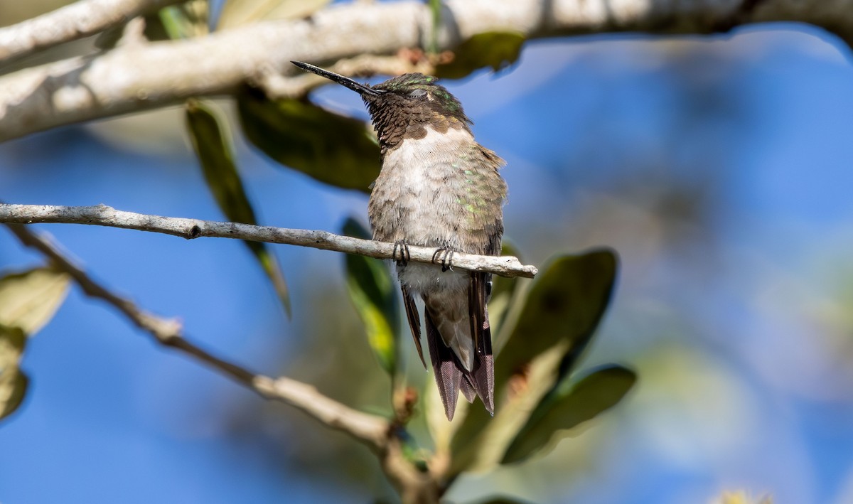 Colibri à gorge rubis - ML644431624