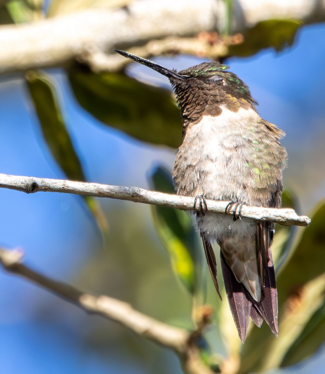 Colibri à gorge rubis - ML644431625