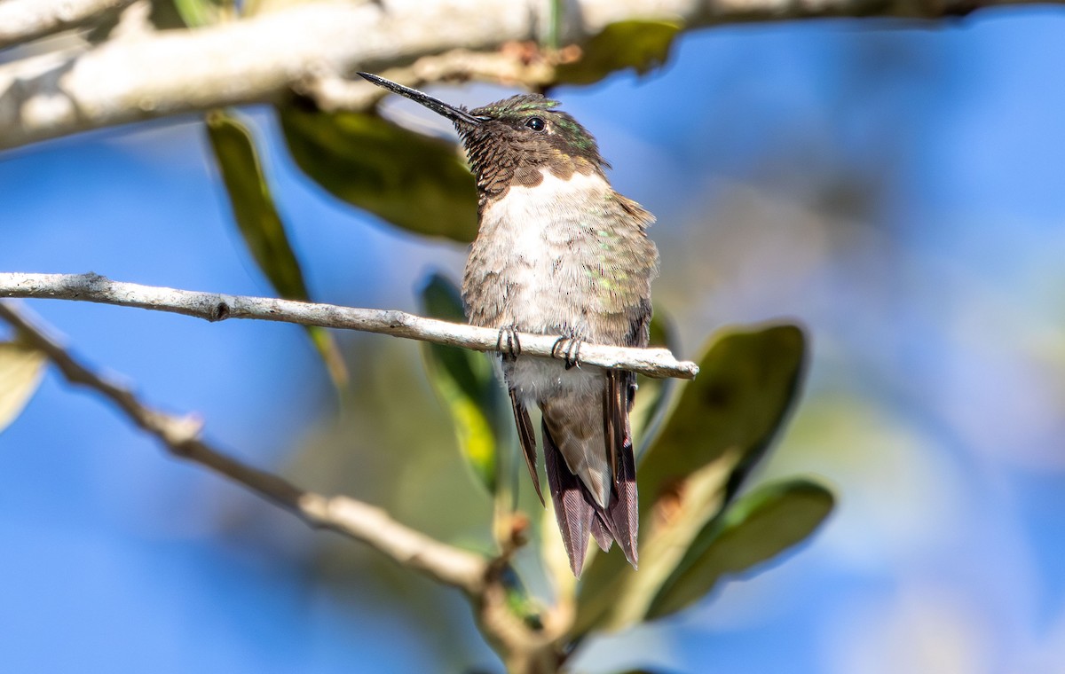 Colibri à gorge rubis - ML644431626