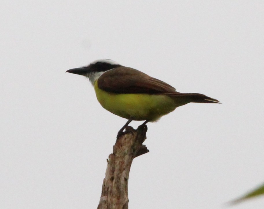 Great Kiskadee - ML644431628