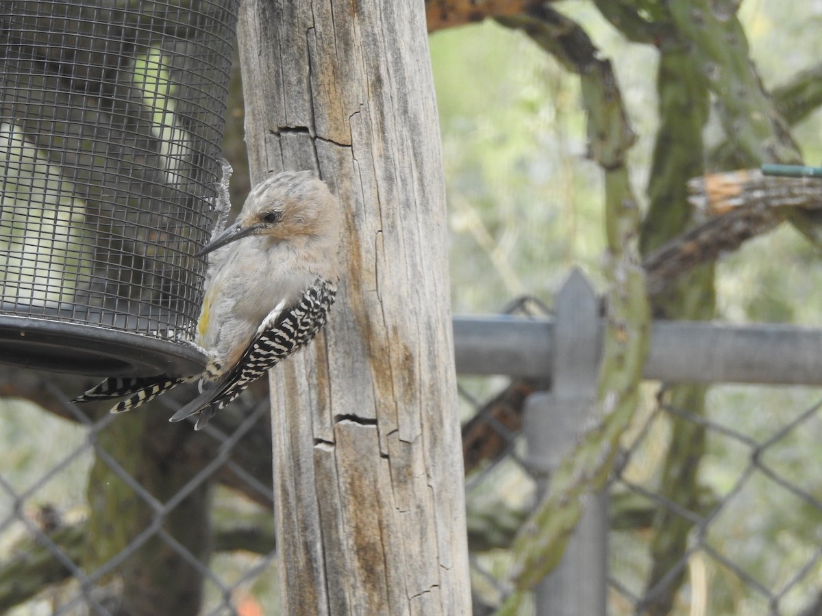 datel gilský - ML644431629