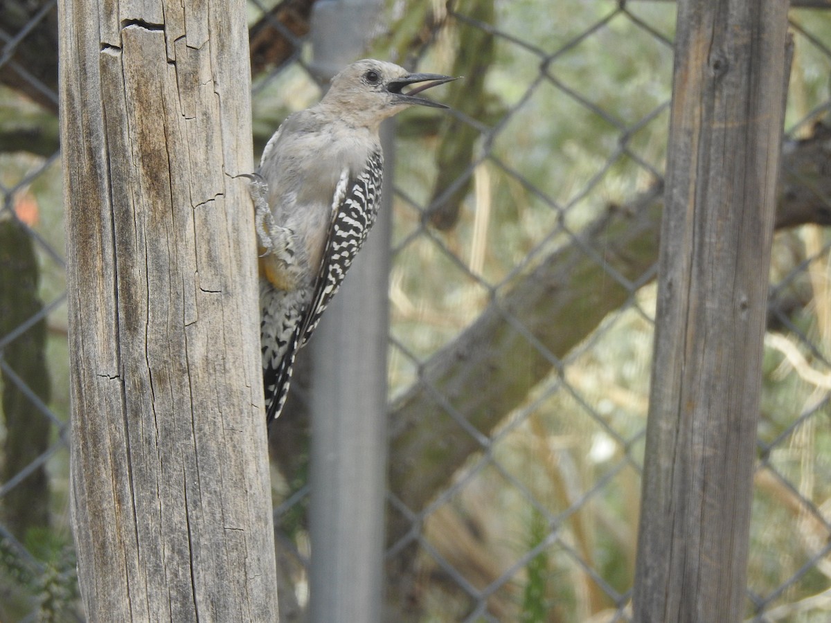 datel gilský - ML644431630