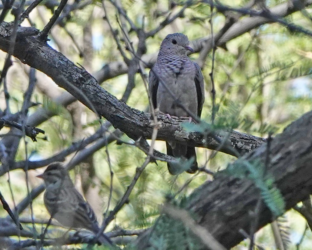 Common Ground Dove - ML644431632