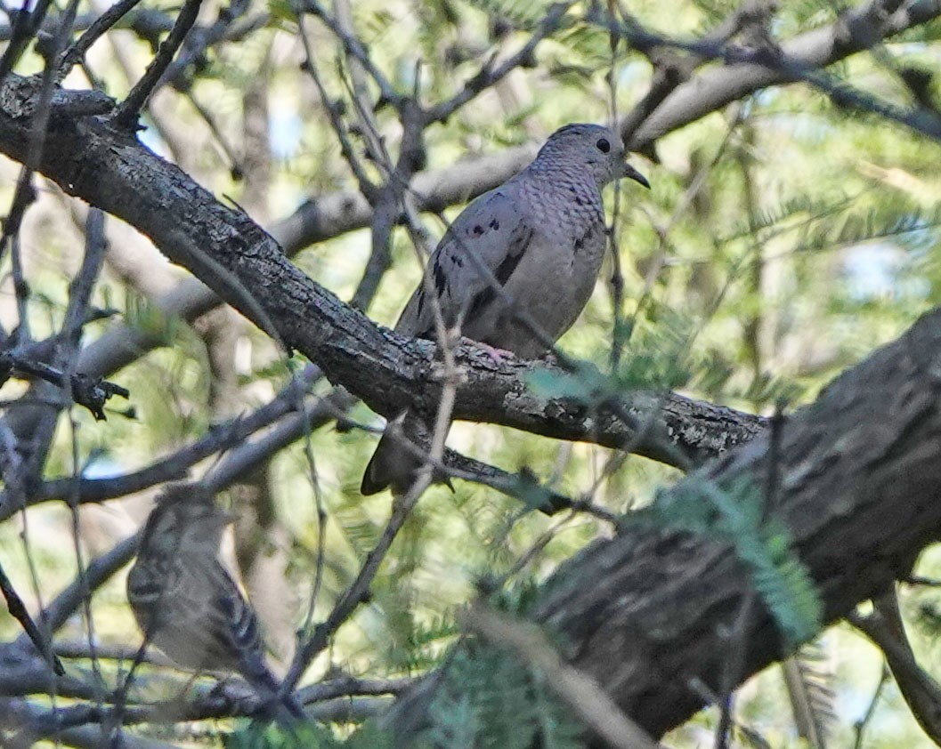 Common Ground Dove - ML644431633