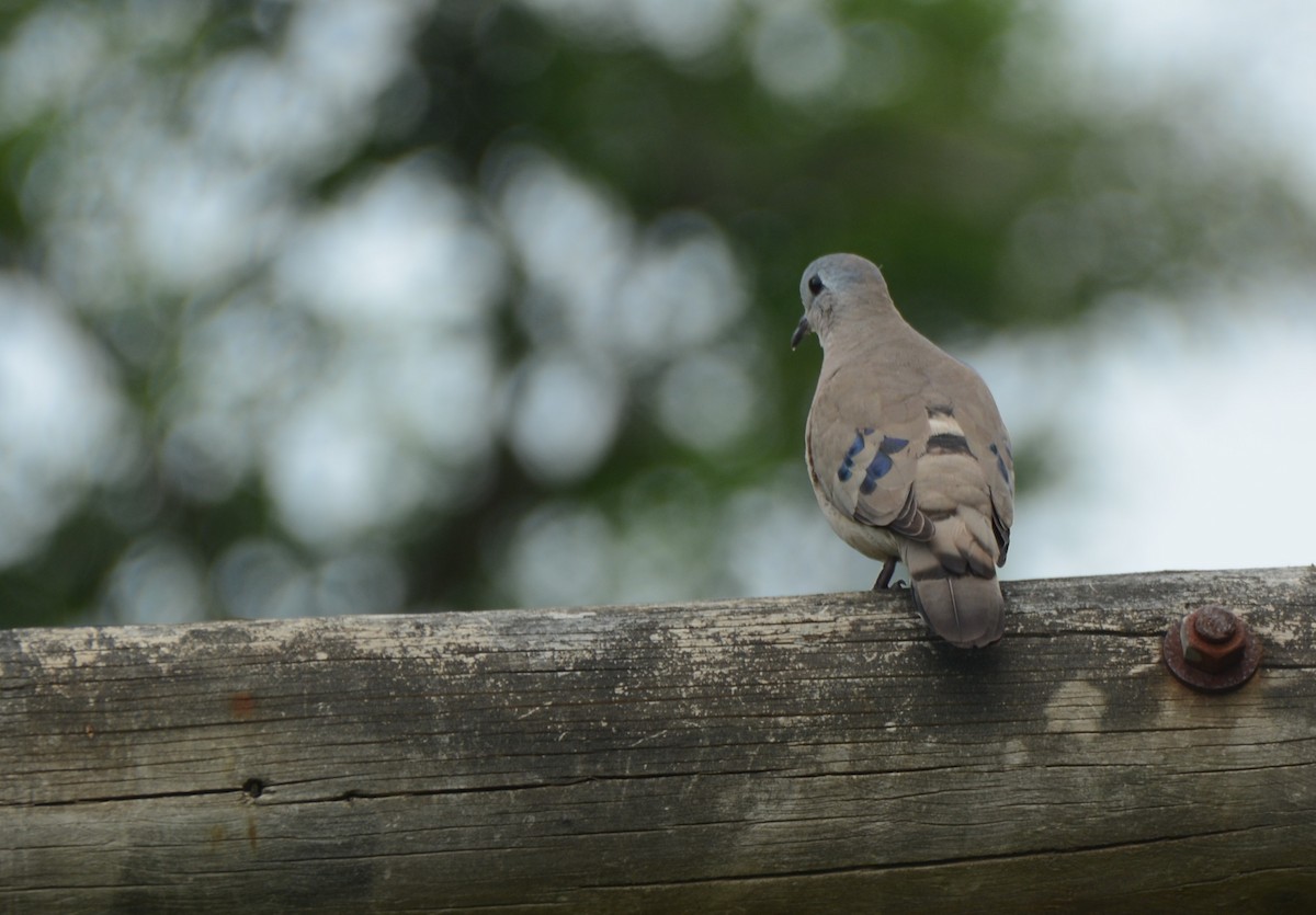 hrdlička zelenoskvrnná - ML644431639