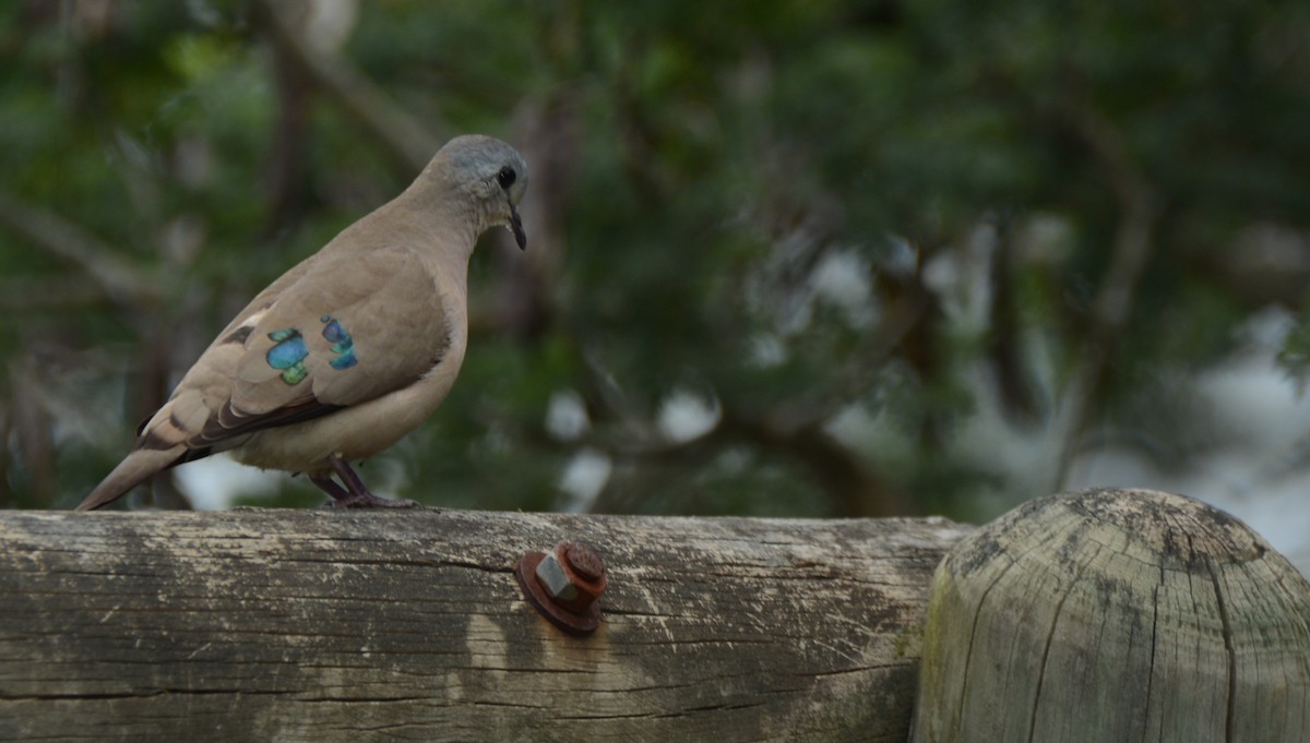 hrdlička zelenoskvrnná - ML644431640