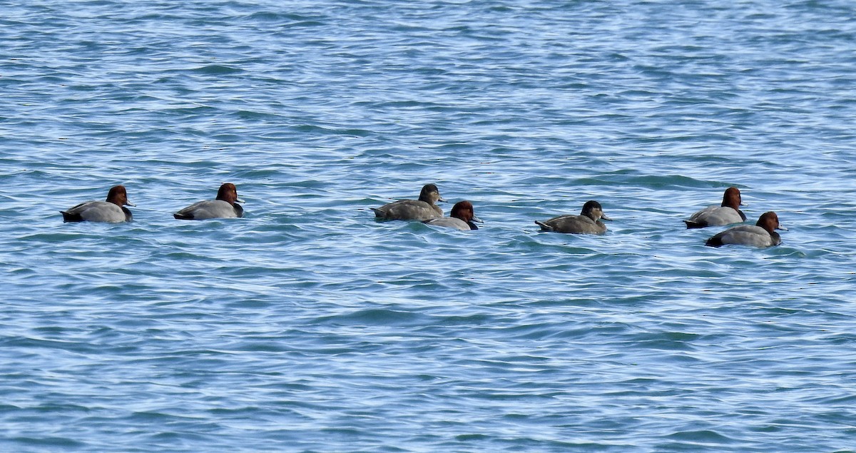 Redhead - ML644431649