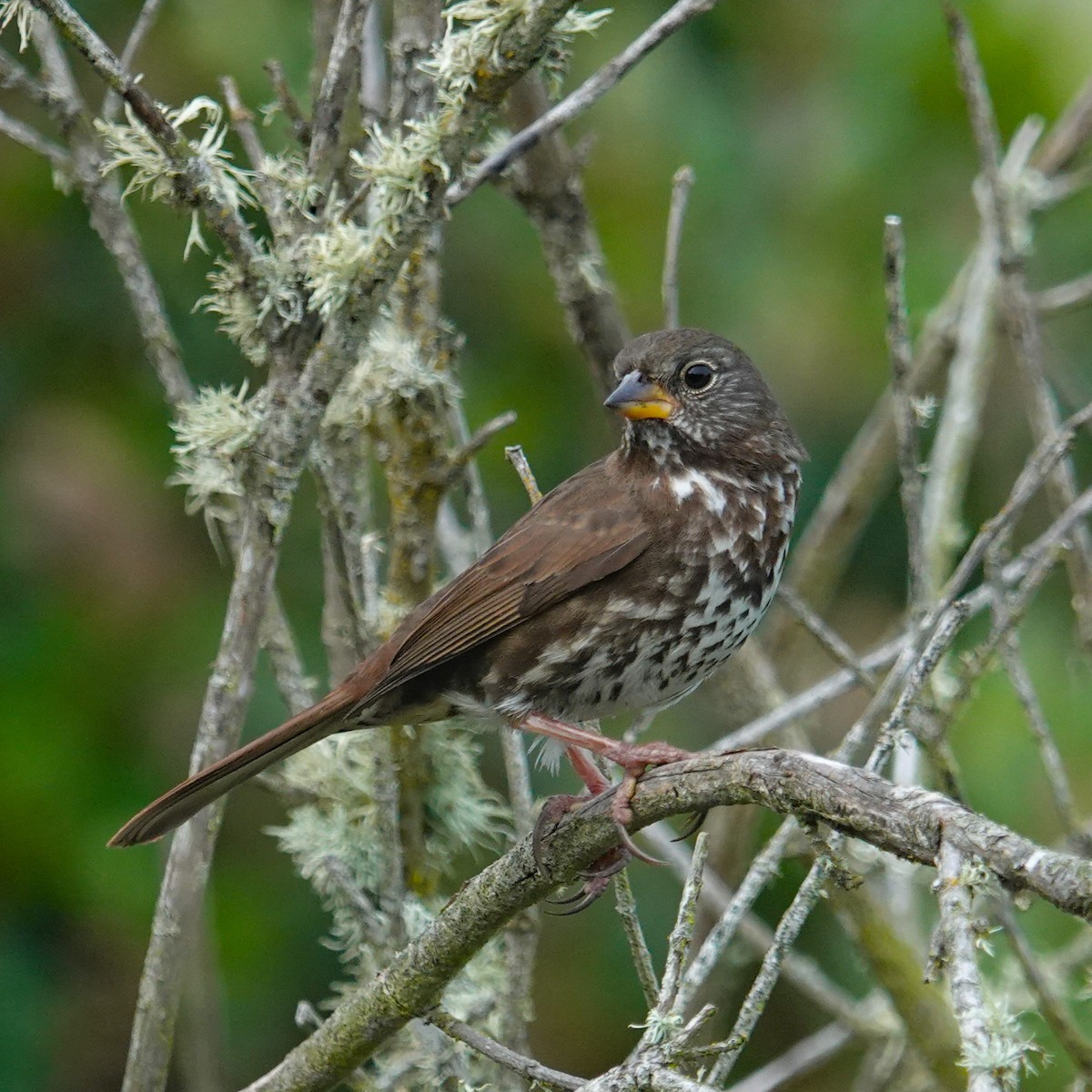 Fox Sparrow - ML644431651