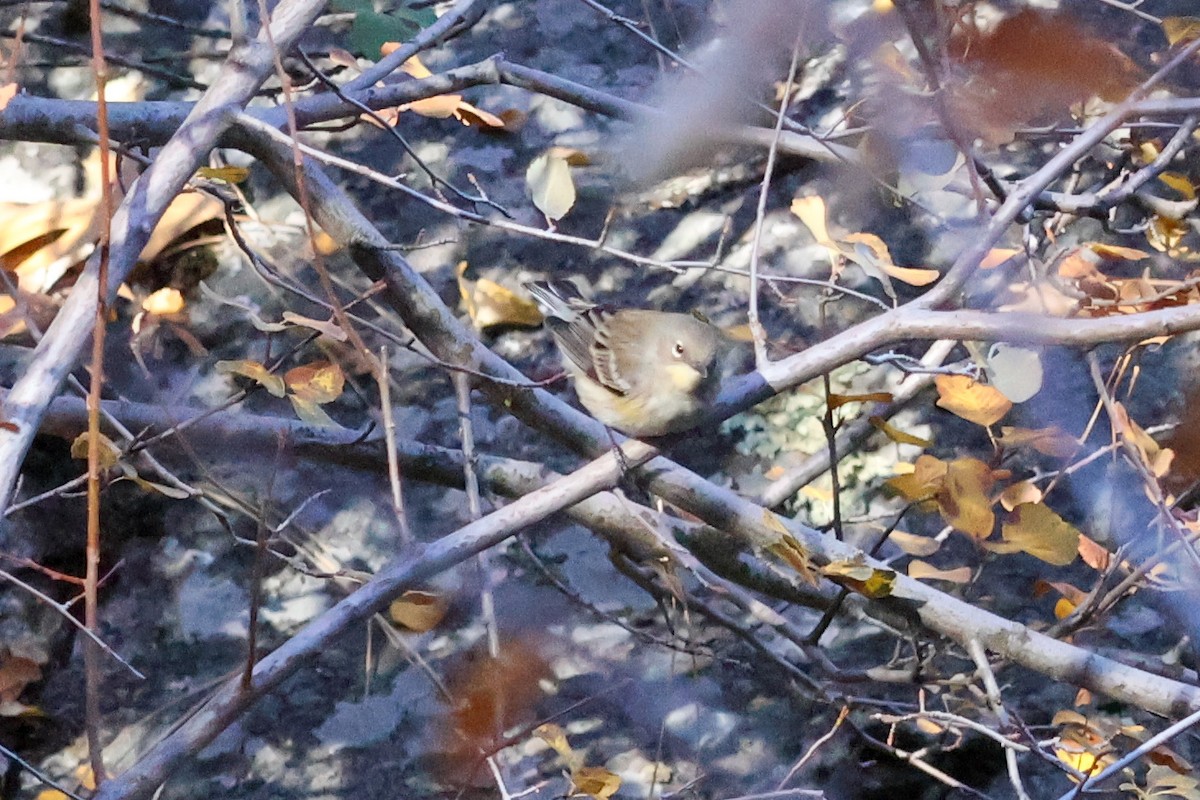 Kronenwaldsänger - ML644431658