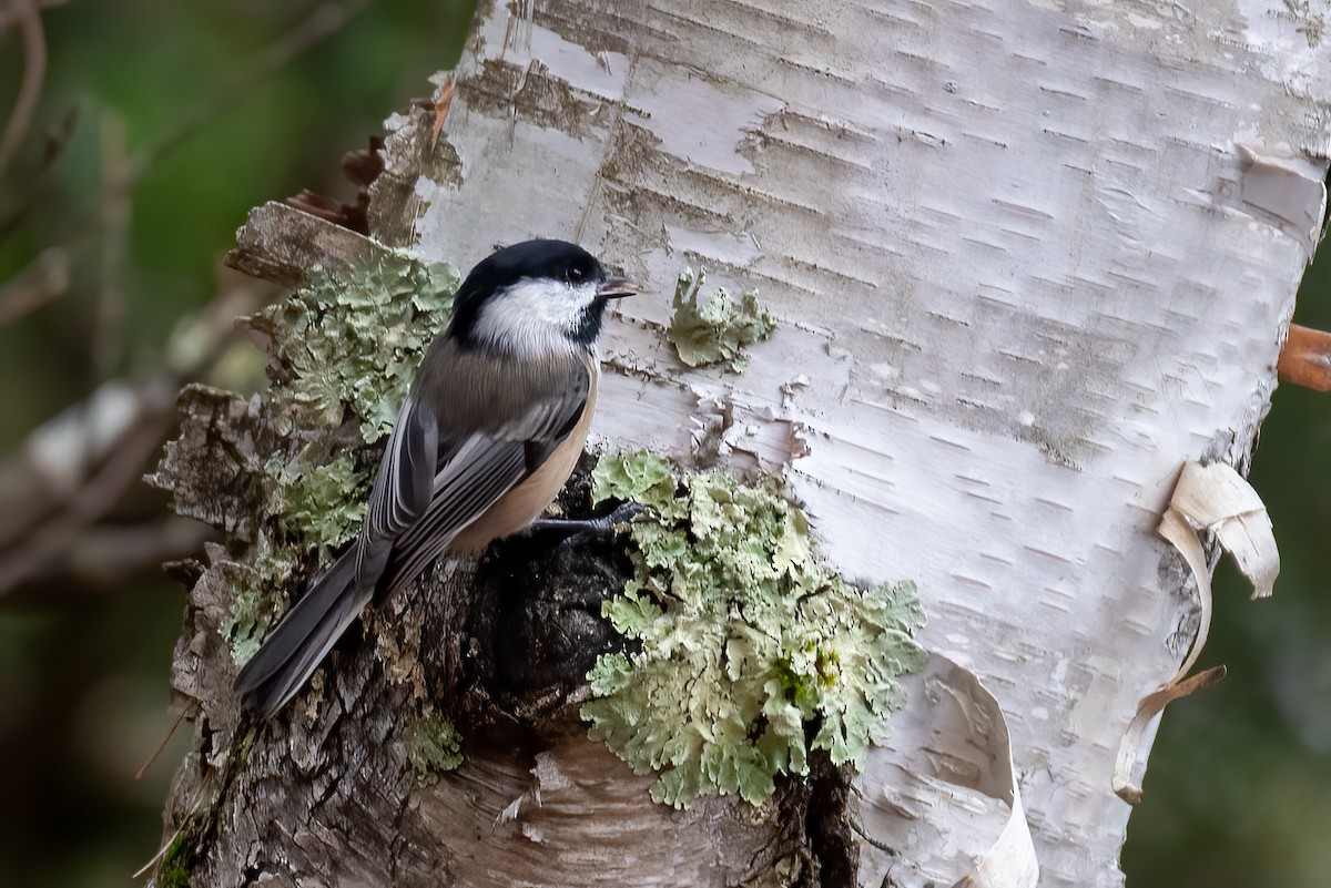 Black-capped Chickadee - ML644431663