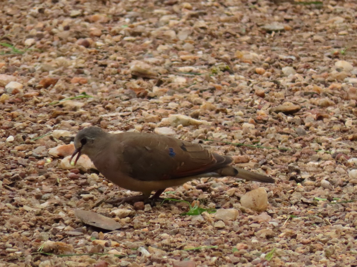 Blue-spotted Wood-Dove - ML644431681