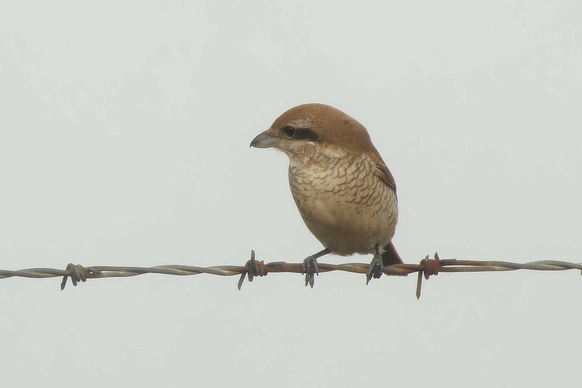 Brown Shrike - ML644431692