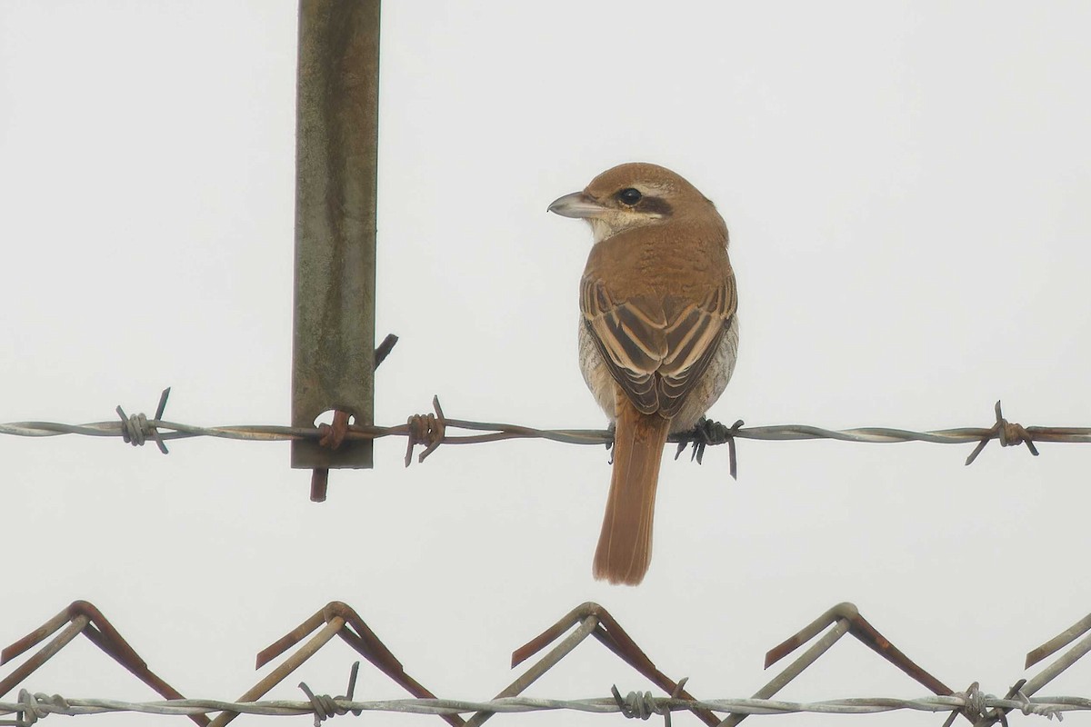 Brown Shrike - ML644431693