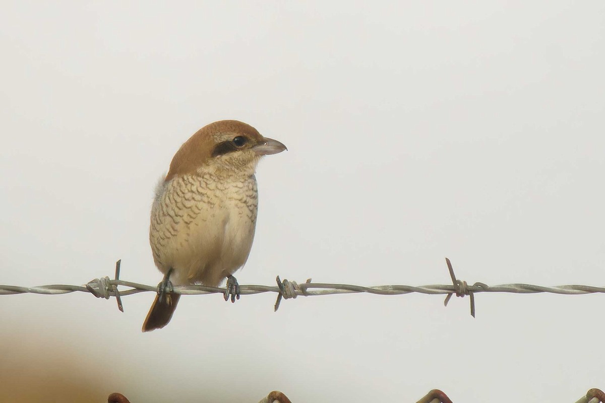 Brown Shrike - ML644431694