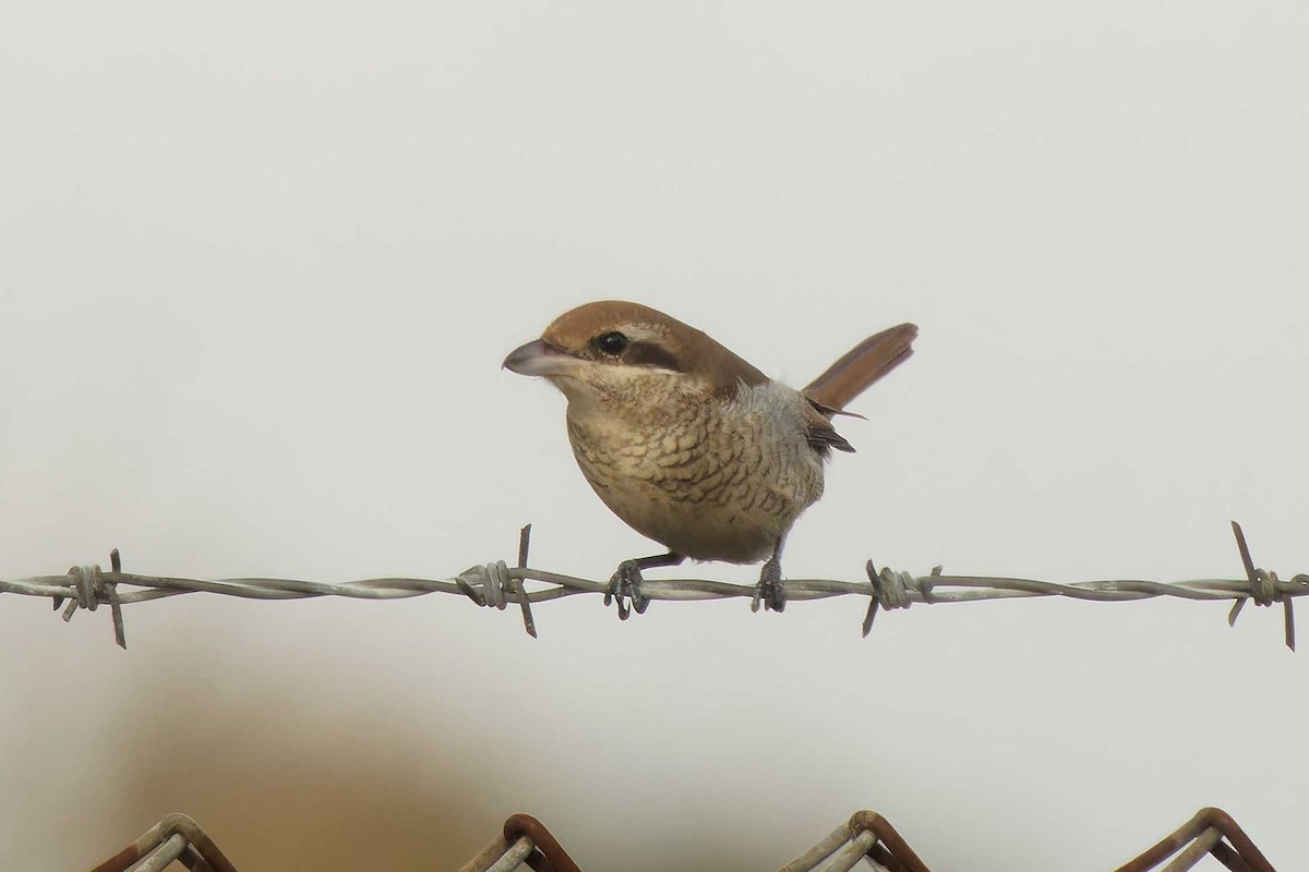 Brown Shrike - ML644431695