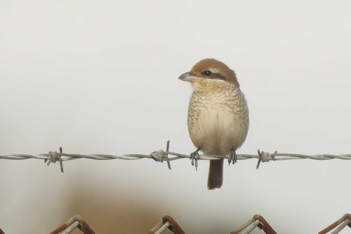 Brown Shrike - ML644431696