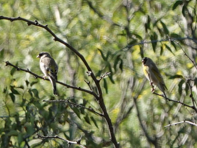 Lawrence's Goldfinch - ML644431709