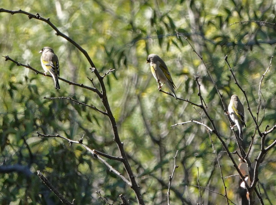 Lawrence's Goldfinch - ML644431710