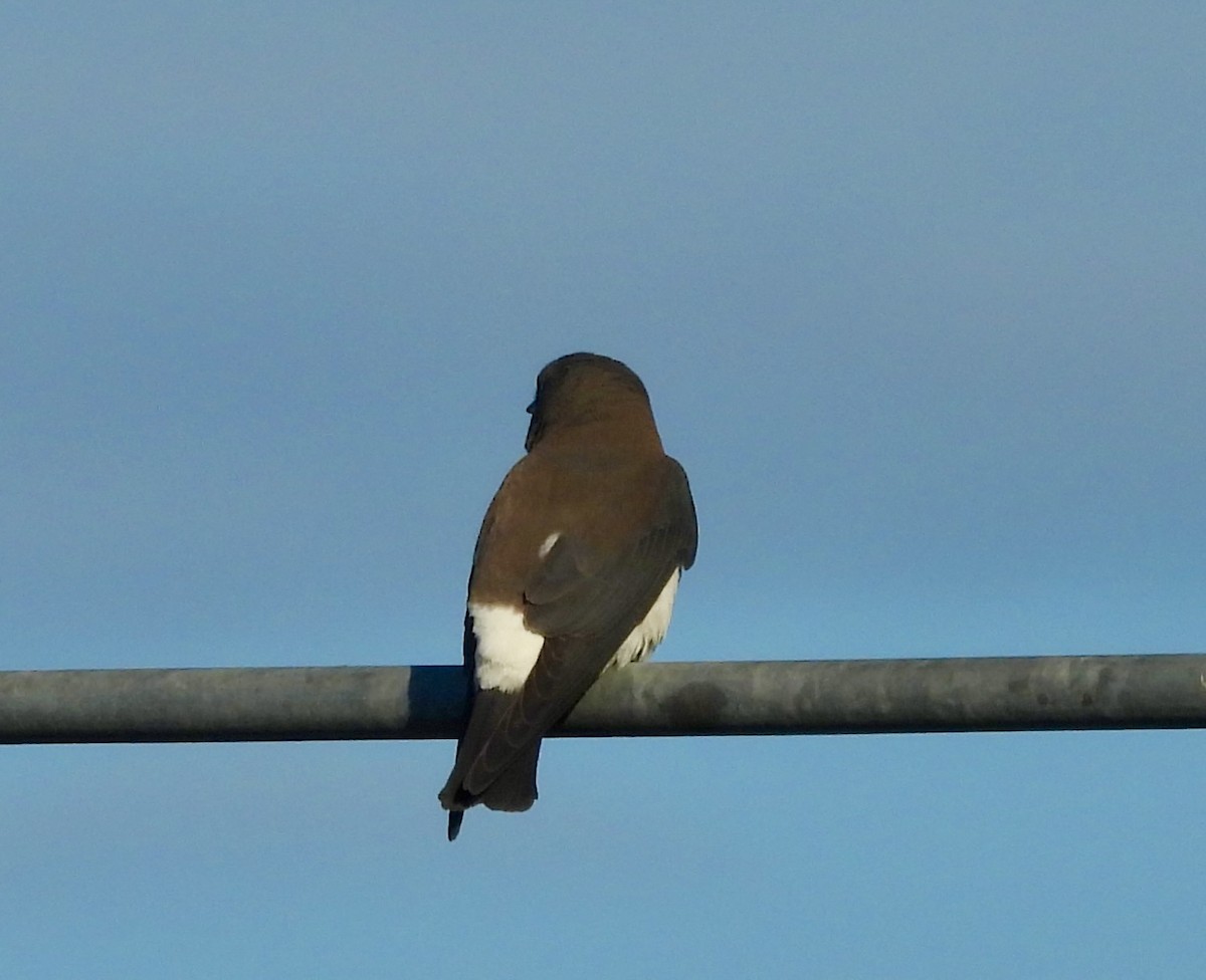 Белобрюхий артам - ML644431737