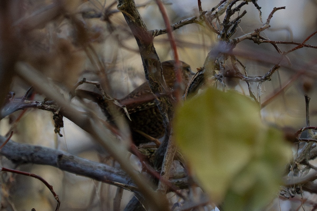 Winter Wren - ML644431743