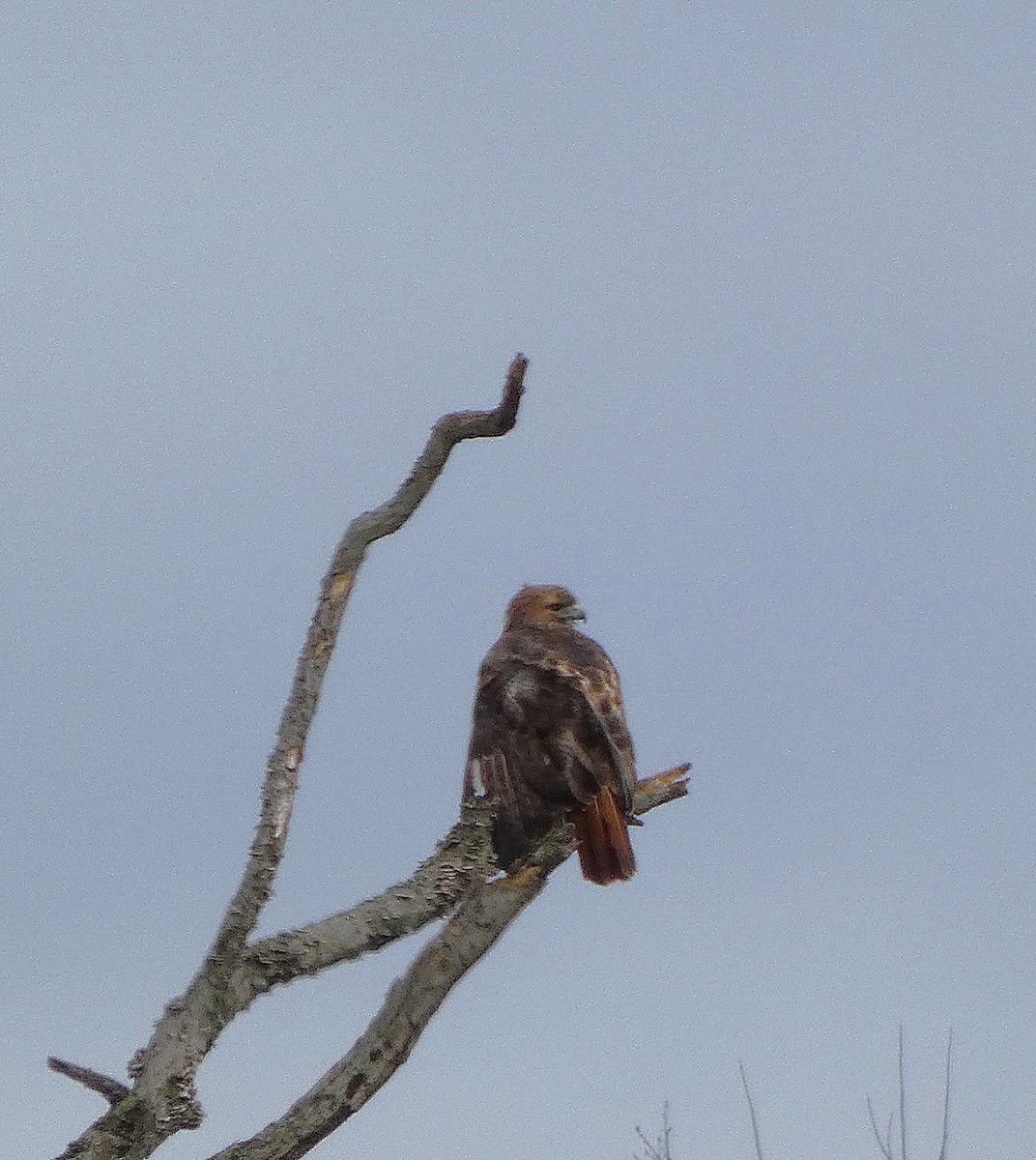 Red-tailed Hawk - ML644431746