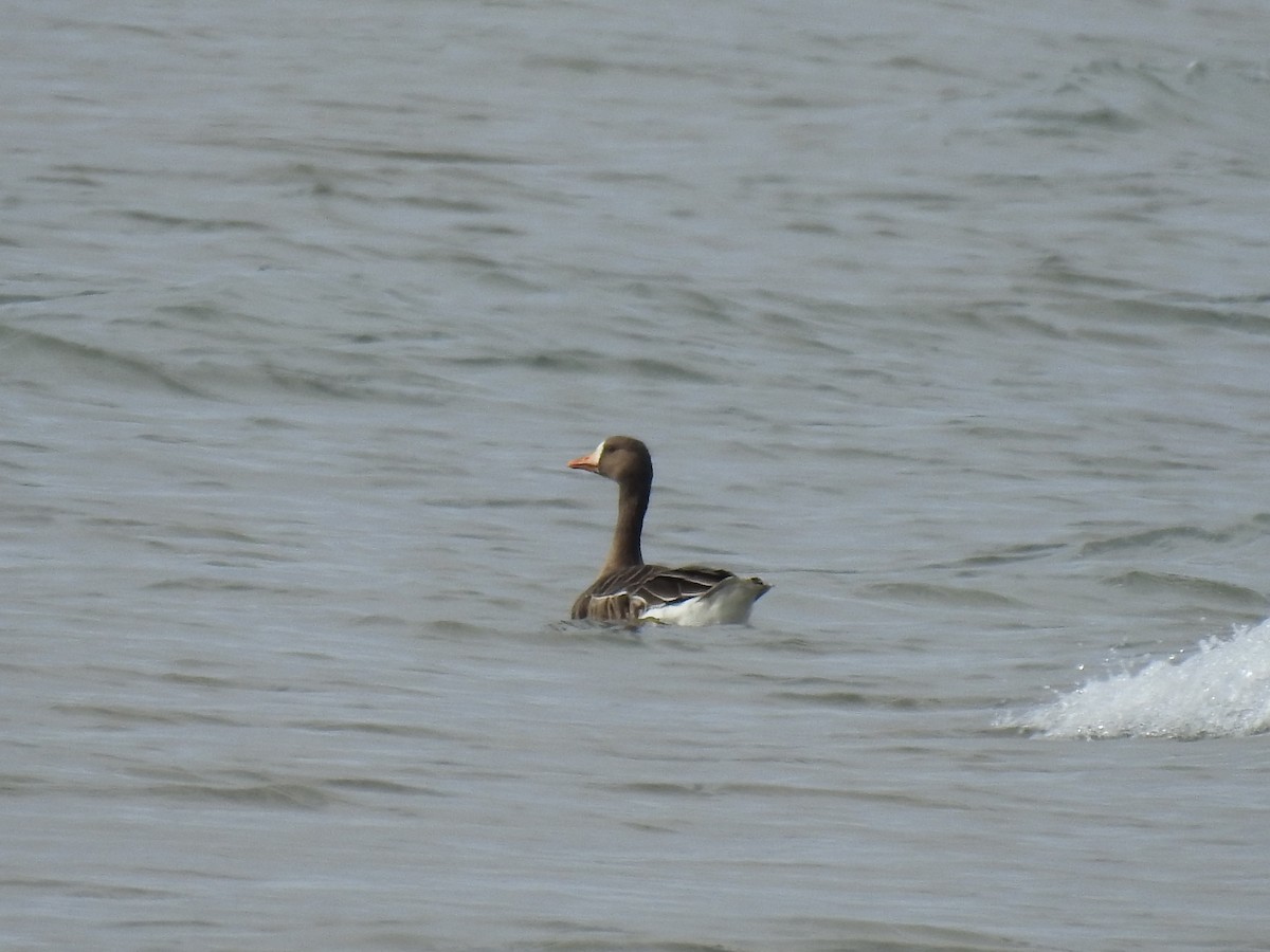 אווז לבן-מצח - ML644431747