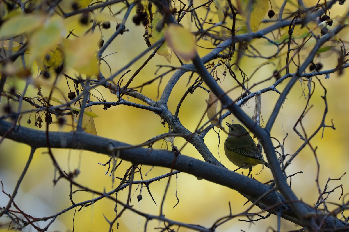 Orange-crowned Warbler - ML644431749