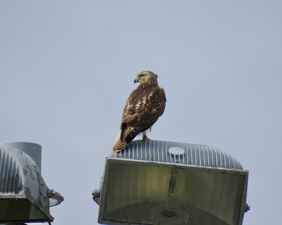 Red-tailed Hawk - ML644431756