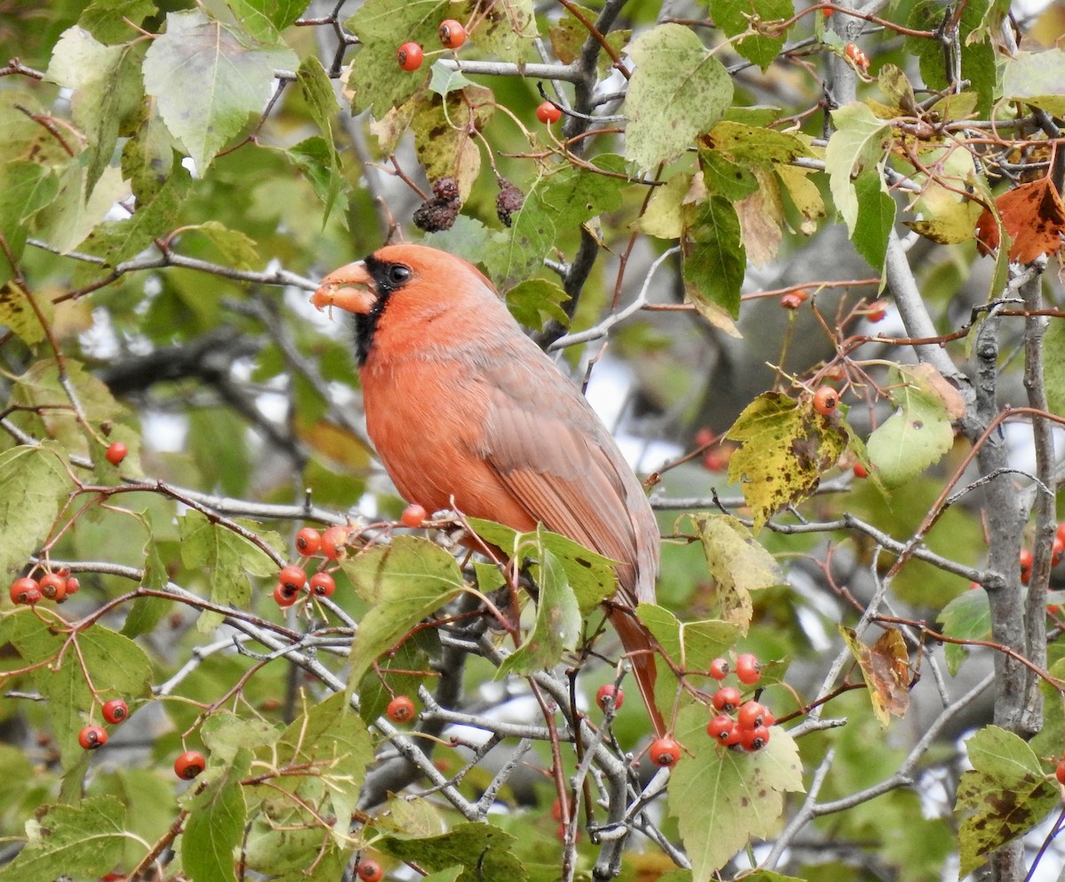 קרדינל צפוני - ML644431763