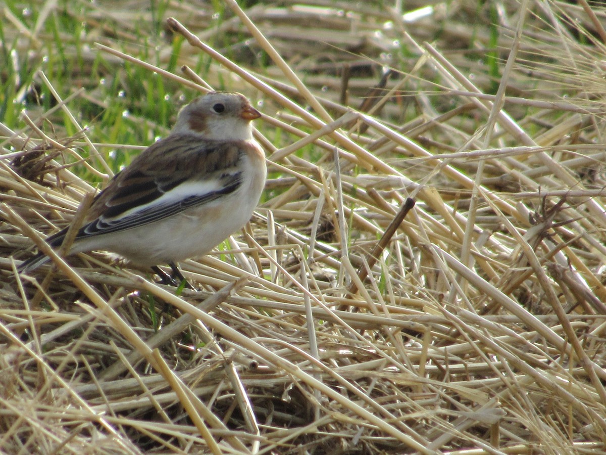 Цасч хөмрөг - ML644431766