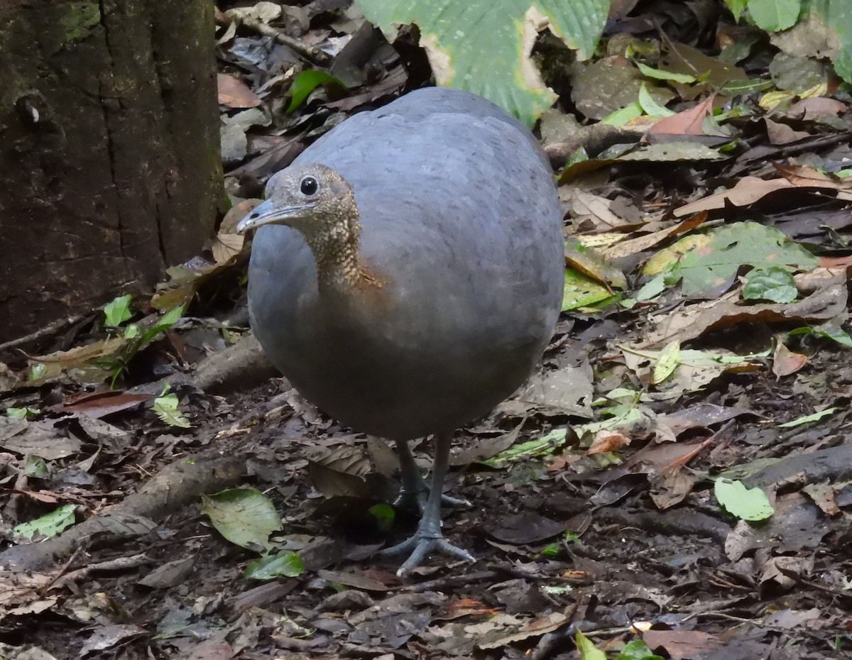 Solitary Tinamou - ML644431771