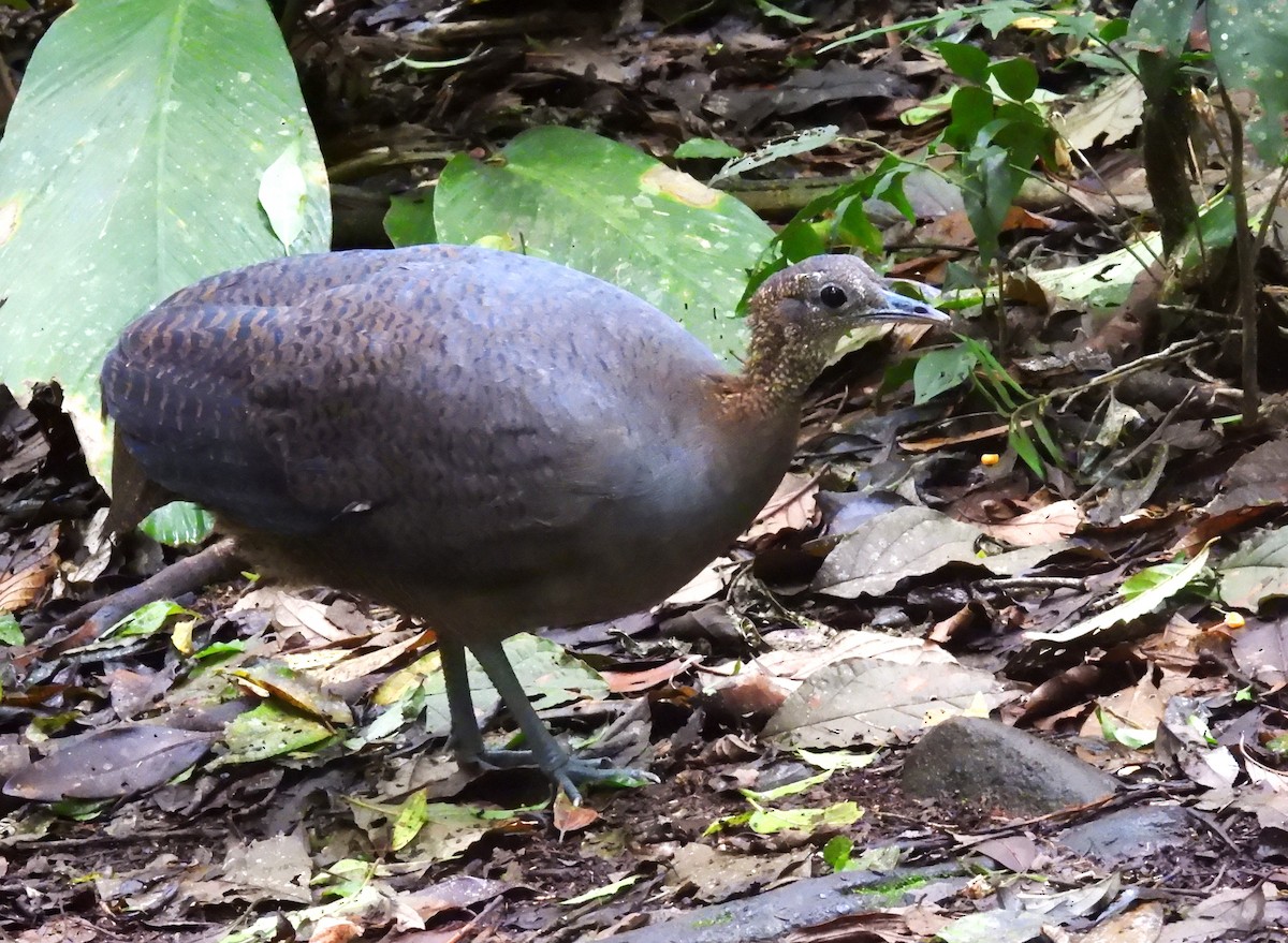 Solitary Tinamou - ML644431772