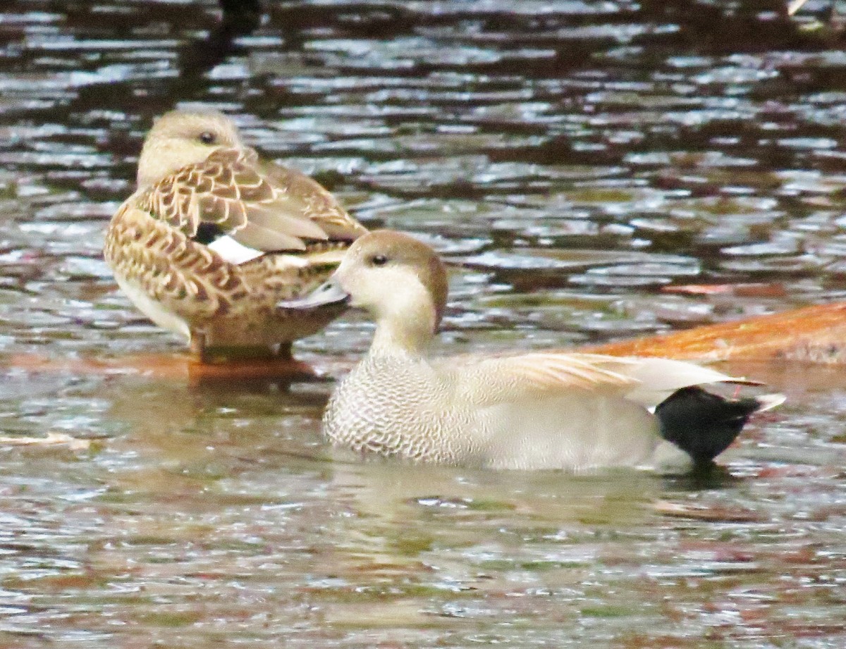 Нерозень - ML644431780