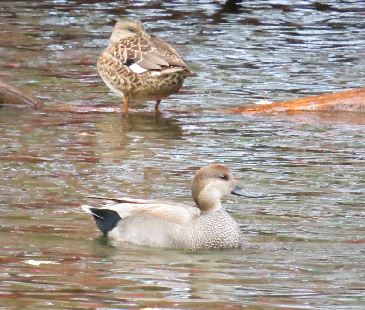 Нерозень - ML644431781