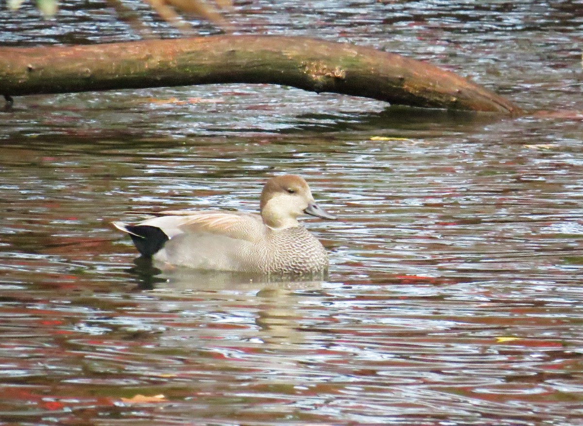 Нерозень - ML644431782