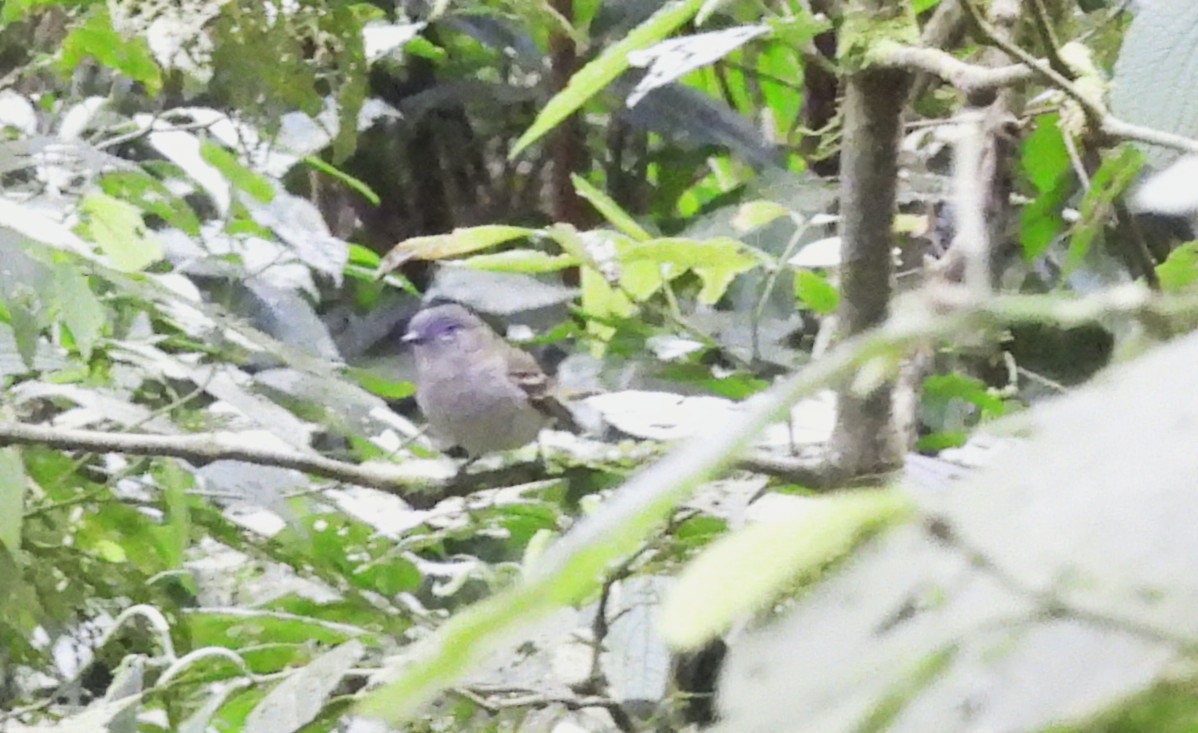 Gray-headed Elaenia - ML644431788