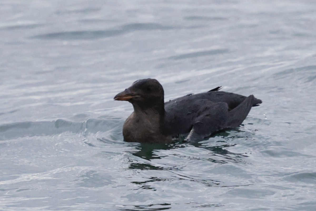 neshornlunde - ML644431790