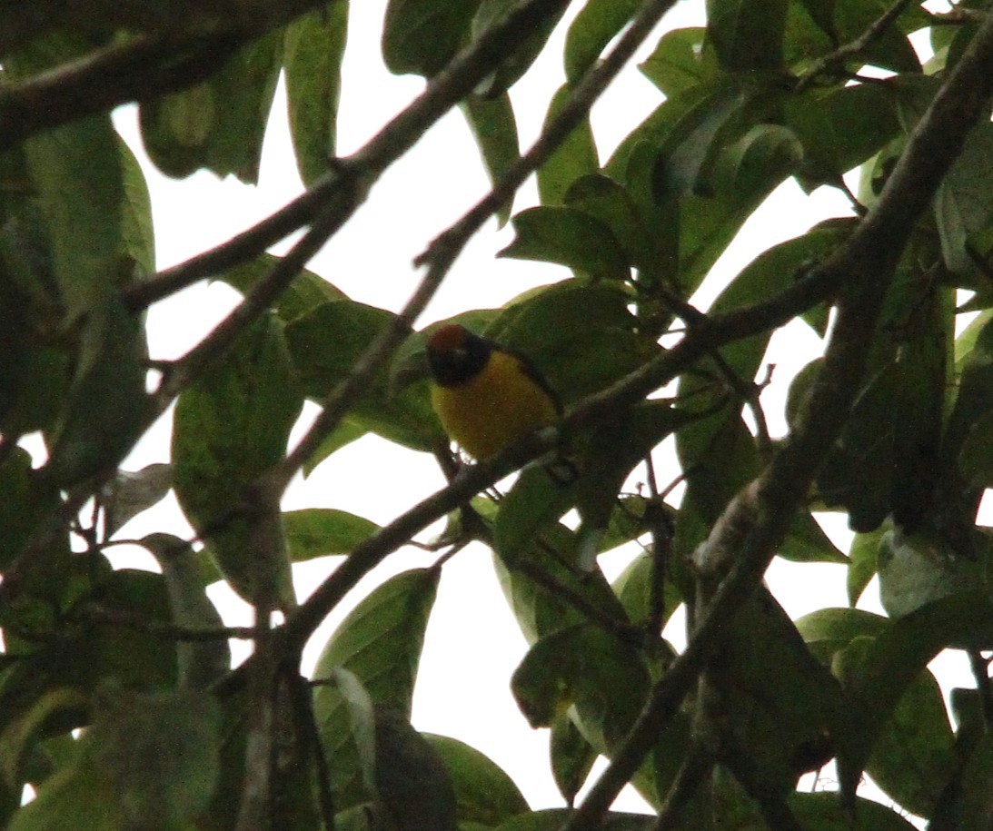 Tawny-capped Euphonia - ML644431791
