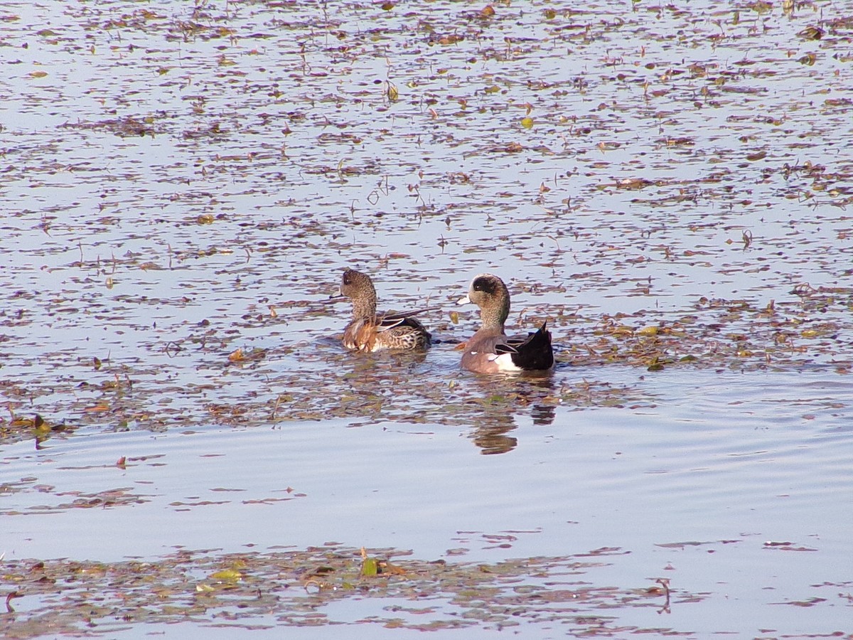 American Wigeon - ML644431803