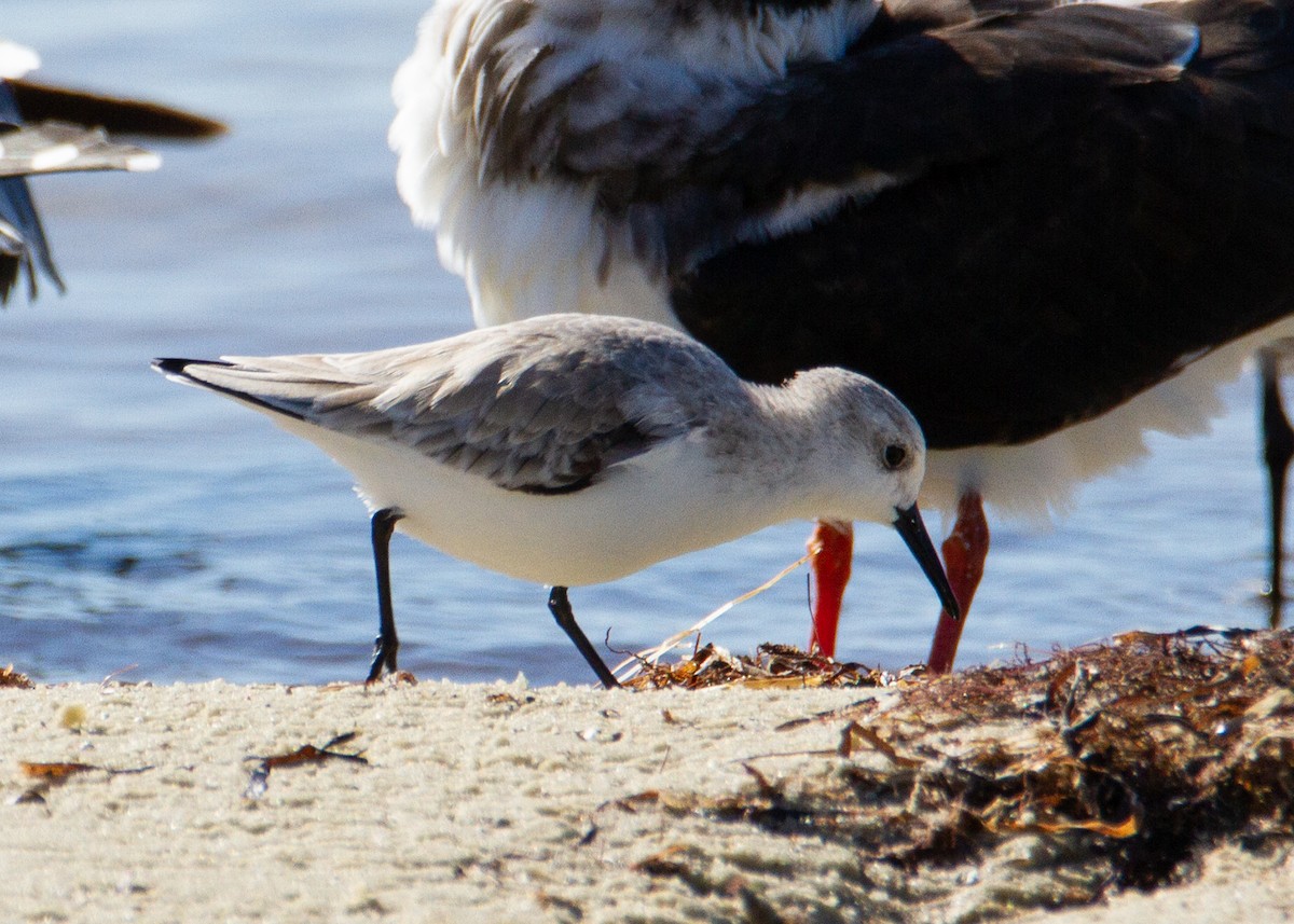 Sanderling - ML644431814