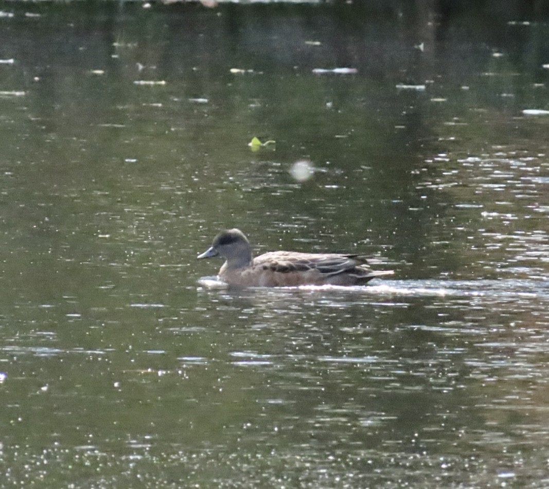American Wigeon - ML644431823